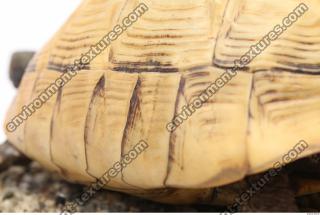 tortoise shell 0029